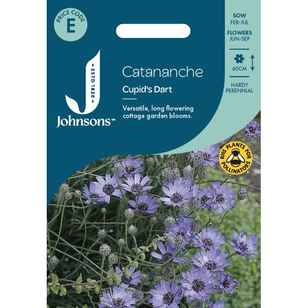 Catananche Cupid's Dart Seeds