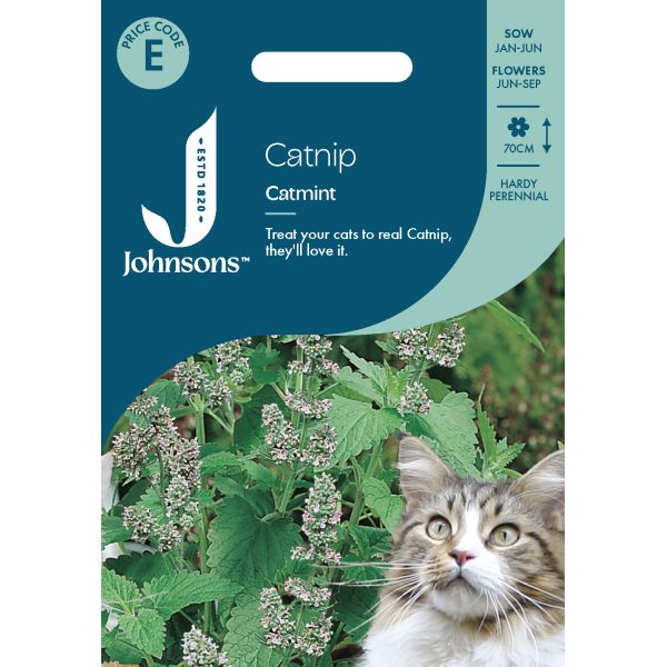 catmint plant seeds Catnip Catmint Seeds