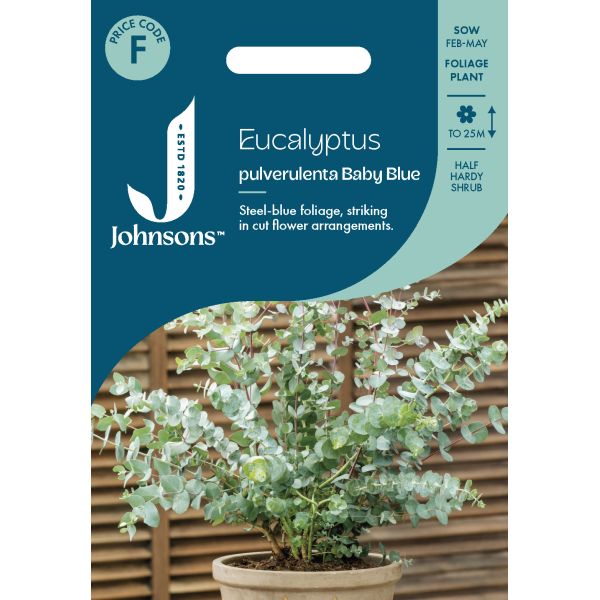 Eucalyptus pulverulenta Baby Blue Spiral - Muller Seeds