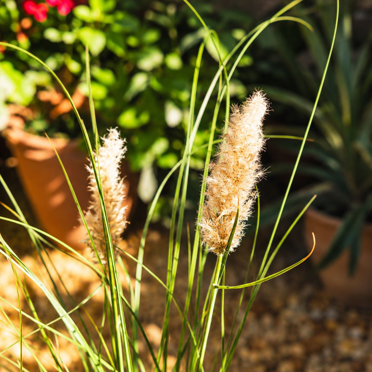 Cortaderia Selloana Tiny Pampa Potted Plant