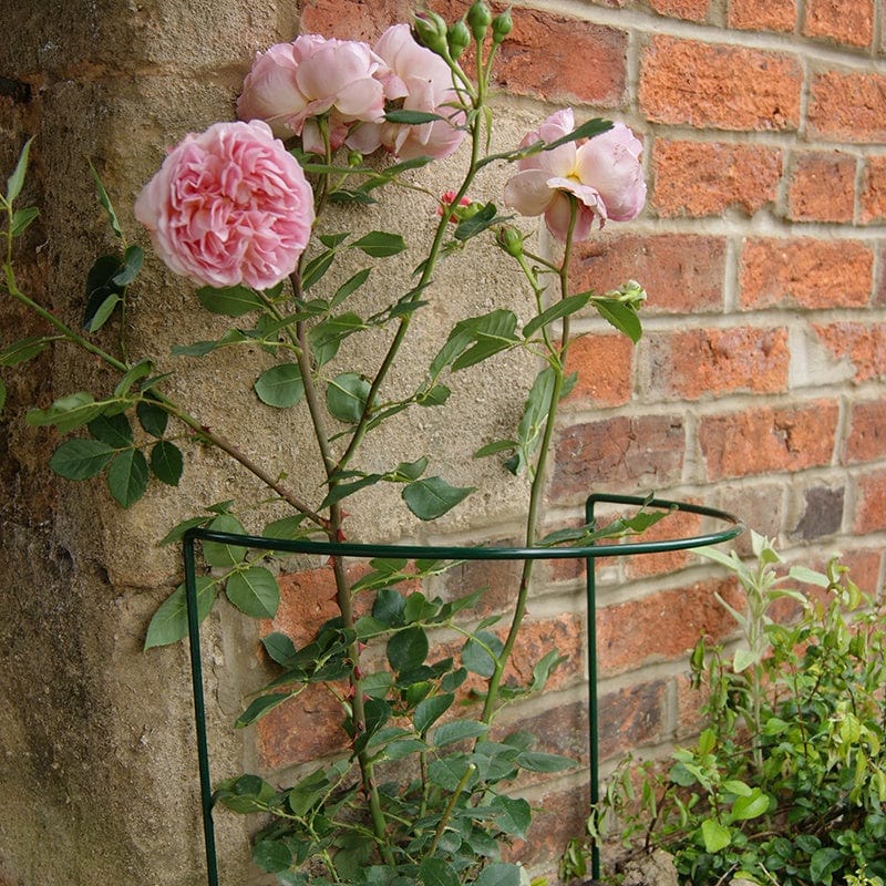 Border Plant Supports from Woolmans – Johnsons
