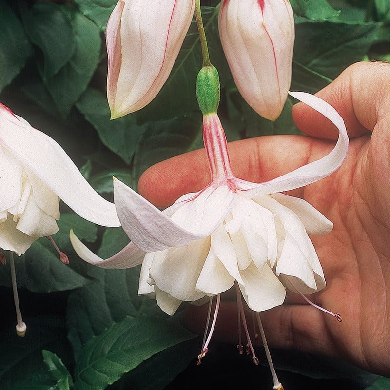 5 Young Plant Fuchsia (Bush) Happy Wedding Day