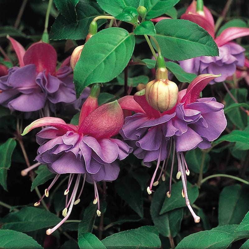 5 Young Plant Fuchsia Trailing Cecile Plants