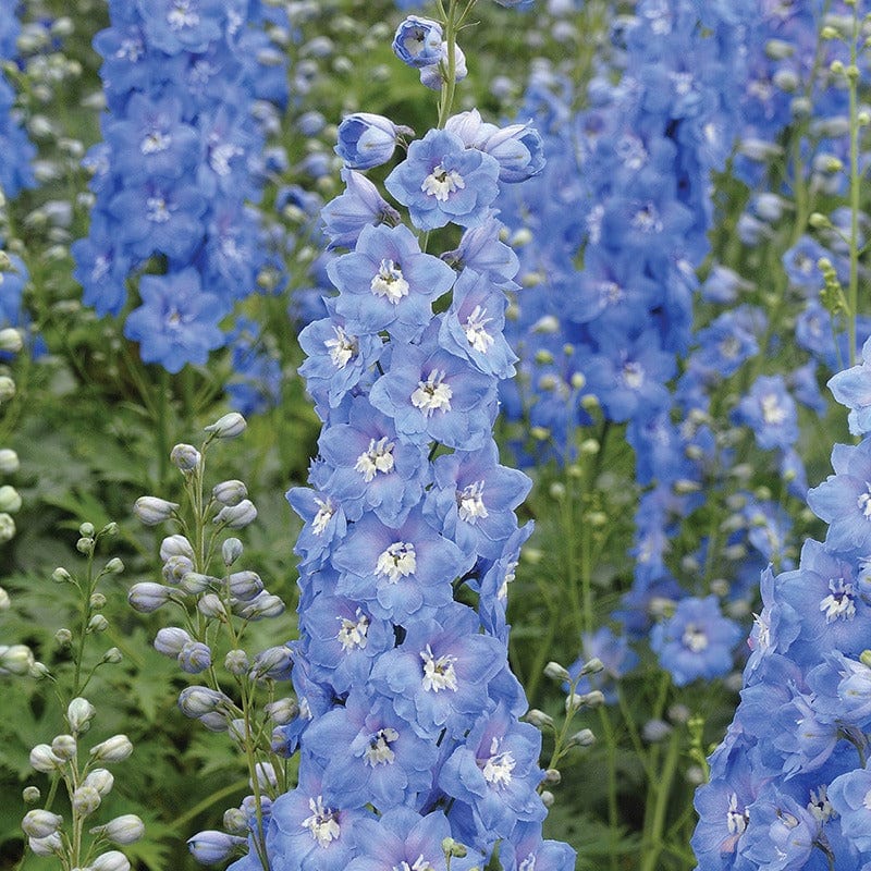 Delphinium Aurora Sky Blue Flower Plants