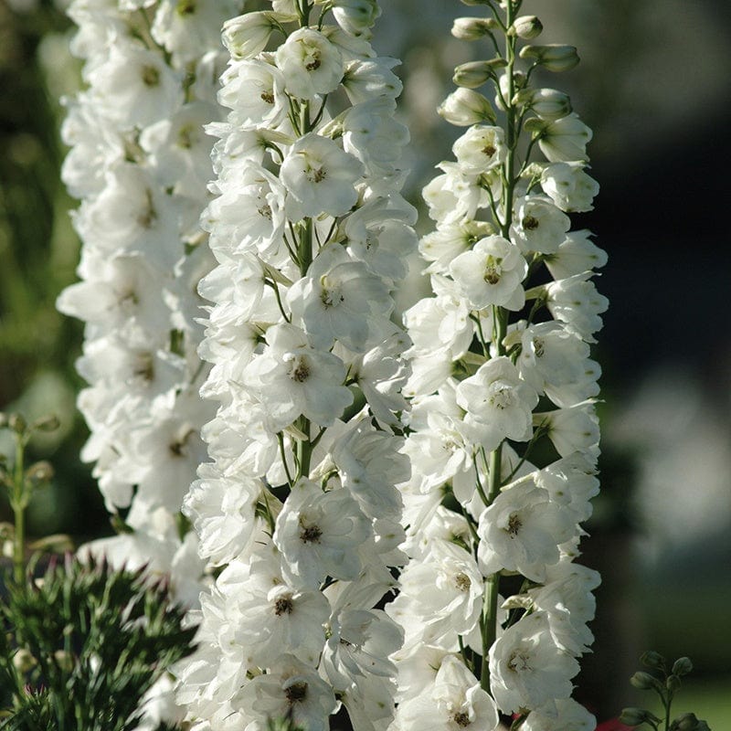 Delphinium Aurora White Flower Plants