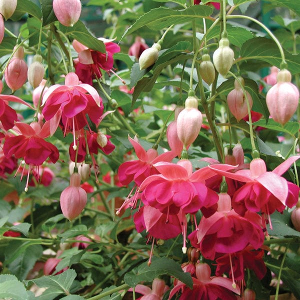 5 young plants Fuchsia Garden News (Hardy)