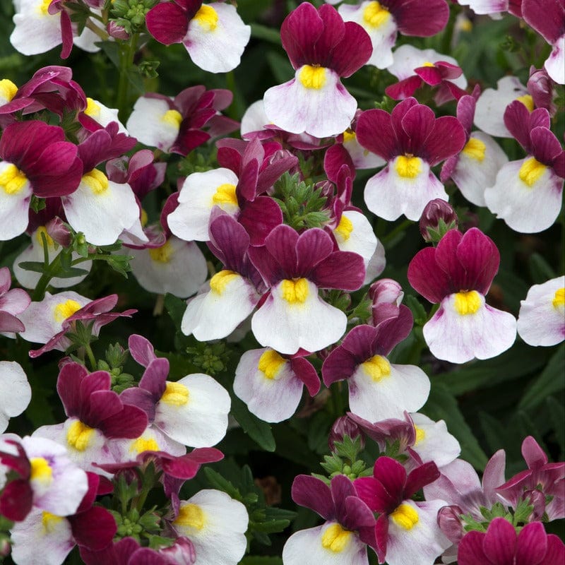 5 Young Plants Nemesia Lady Emma