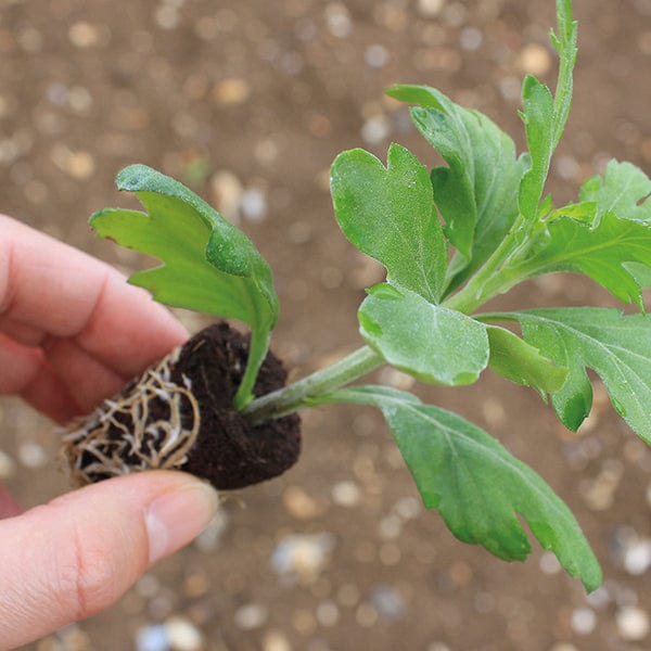 5 young plants, One of each variety Chrysanthemum Garden Hardy Young Plants Collection