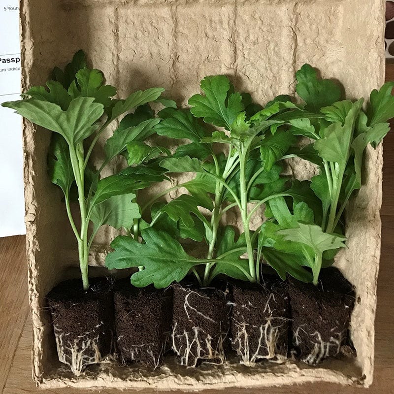 5 young plants, One of each variety Chrysanthemum Garden Hardy Young Plants Collection