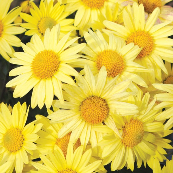 5 young plants, One of each variety Chrysanthemum Garden Hardy Young Plants Collection