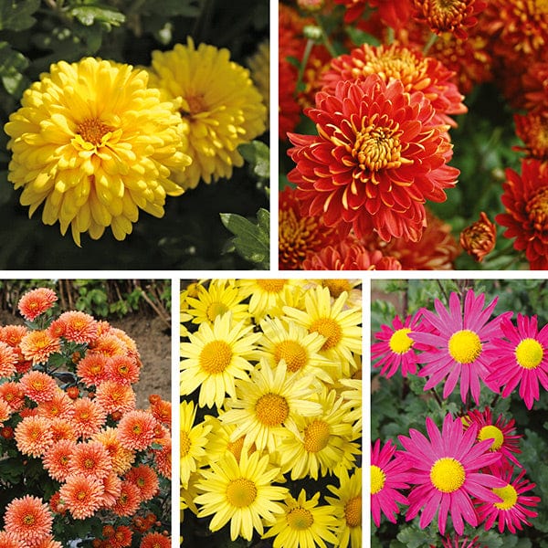 5 young plants, One of each variety Chrysanthemum Garden Hardy Young Plants Collection