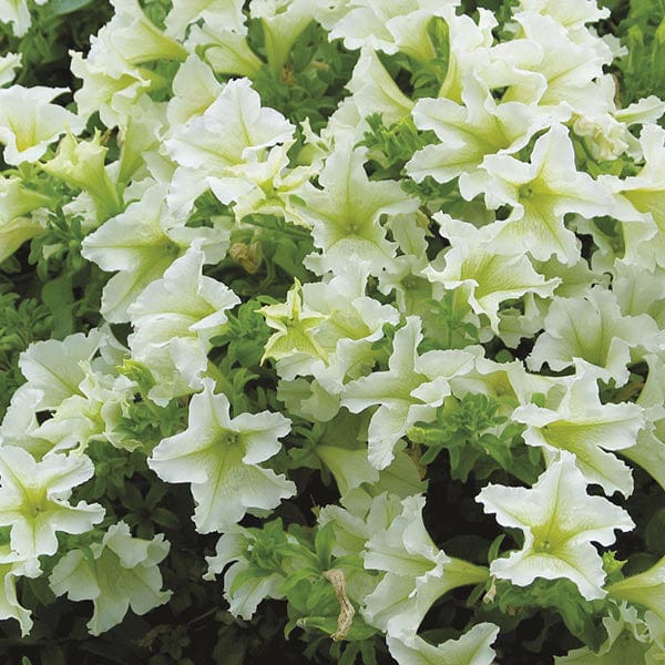 5 Young Plants Petunia Surfinia Collection