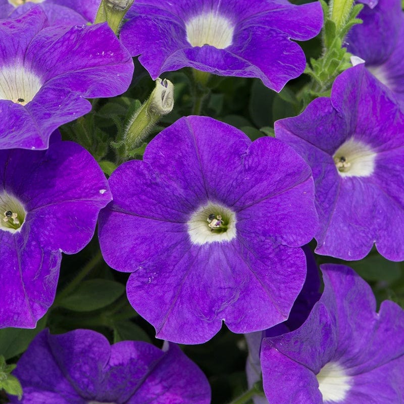5 Young Plants Petunia Surfinia Heavenly Blue