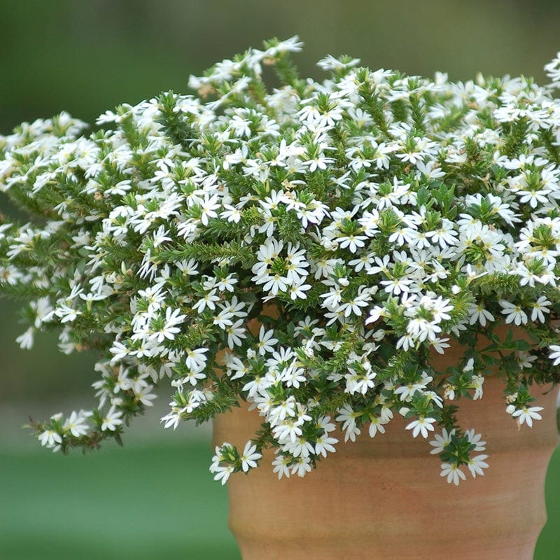 5 young plants Scaevola Surdiva White