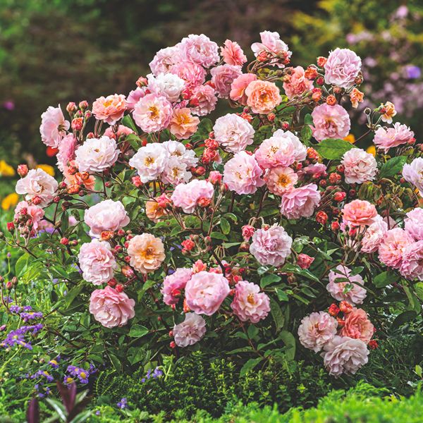 Rose Cornelia (Shrub) Plants - AGM