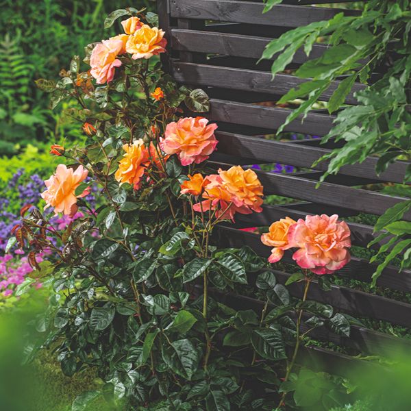 Rose Scent From Heaven (Climbing) Plants