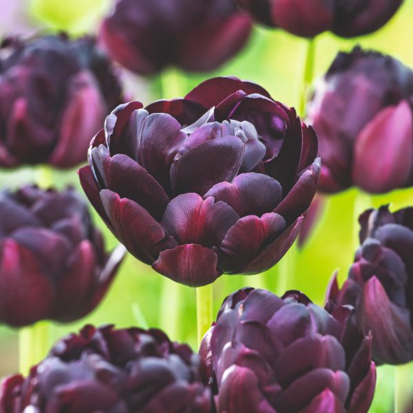 Tulip Black Hero Flower Bulbs