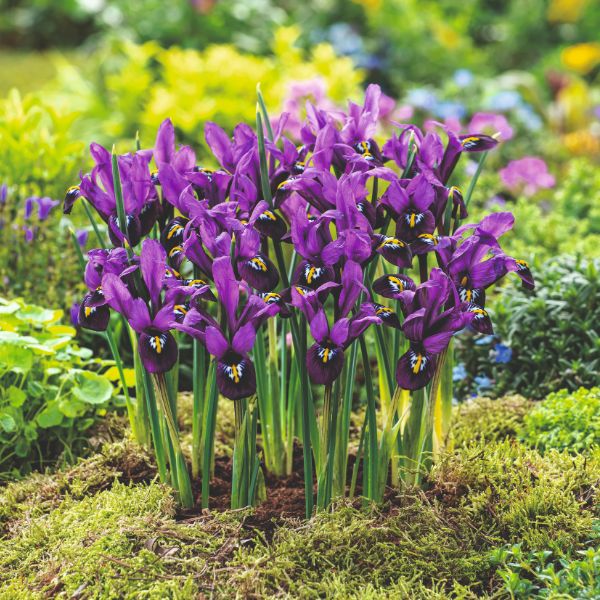 Iris Reticulata George Flower Bulbs
