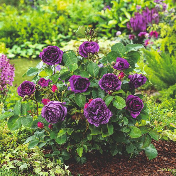 Rose Minerva (Floribunda) Plants