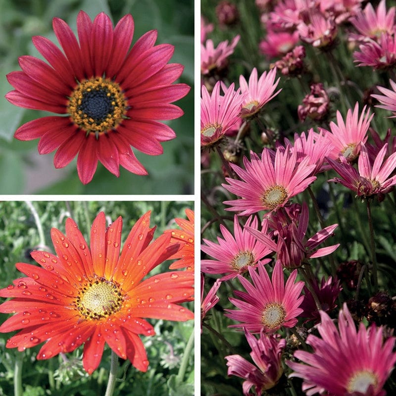 9 Young Plants, 3 of each Arctotis Collection