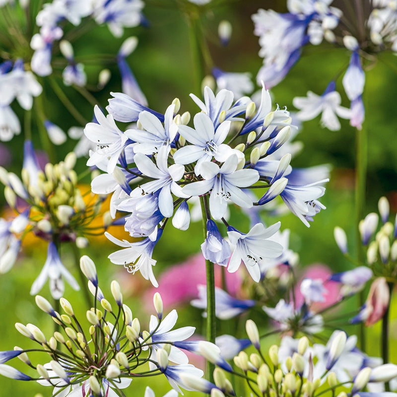 Agapanthus Twister 9cm Potted Plant