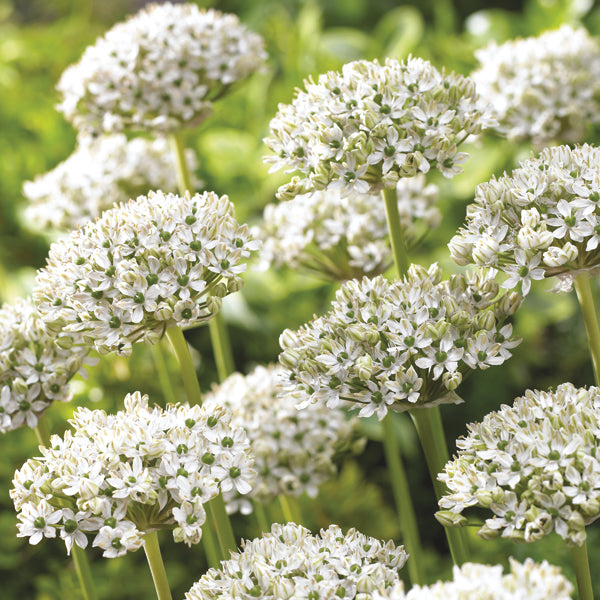 Allium nigrum Flower Bulbs