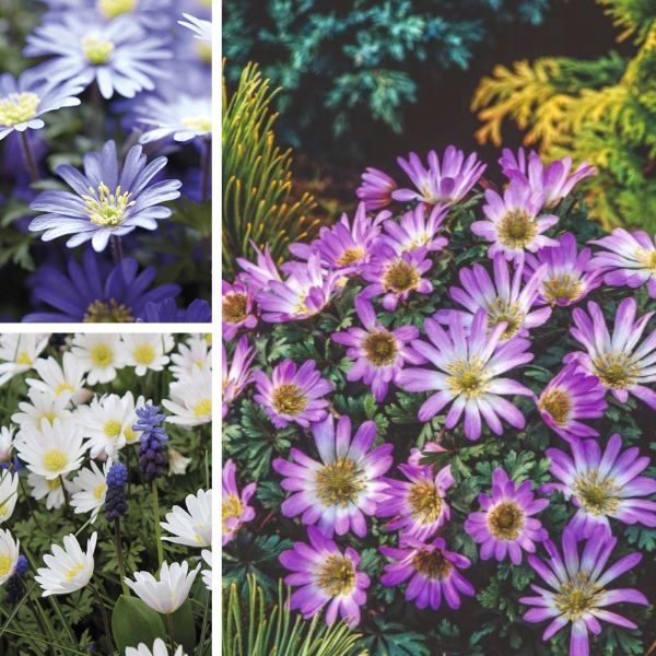 Anemone Blanda Collection Flower Bulbs