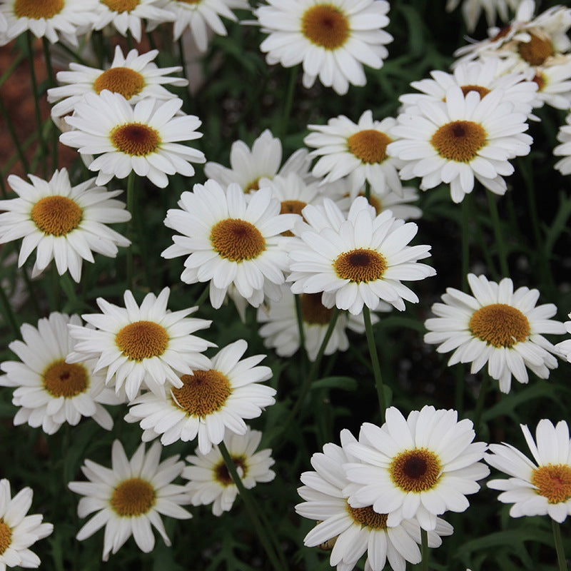 White daisies with brown centers on a green background