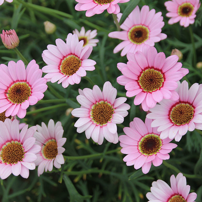 Close-up of pink flowers with brown centers on a green background