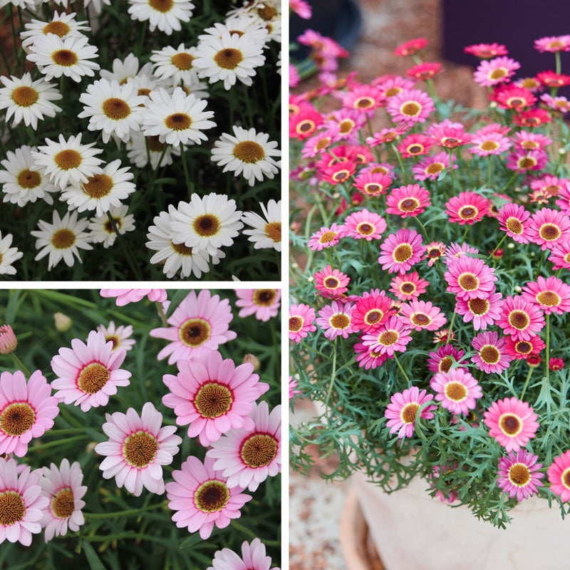 Collage of white, pink, and mixed flower clusters.