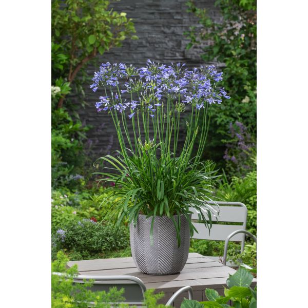 agapanthus potting mix Agapanthus Su Casa Blue plant Plant