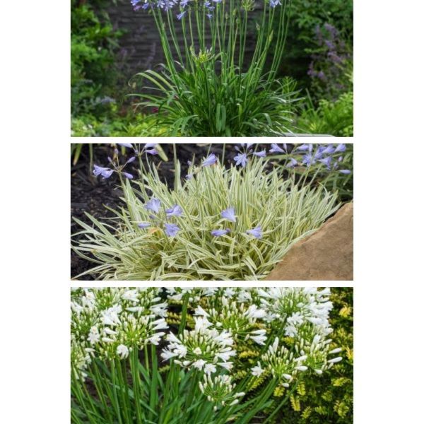 Agapanthus Favourites Potted Plants Collection