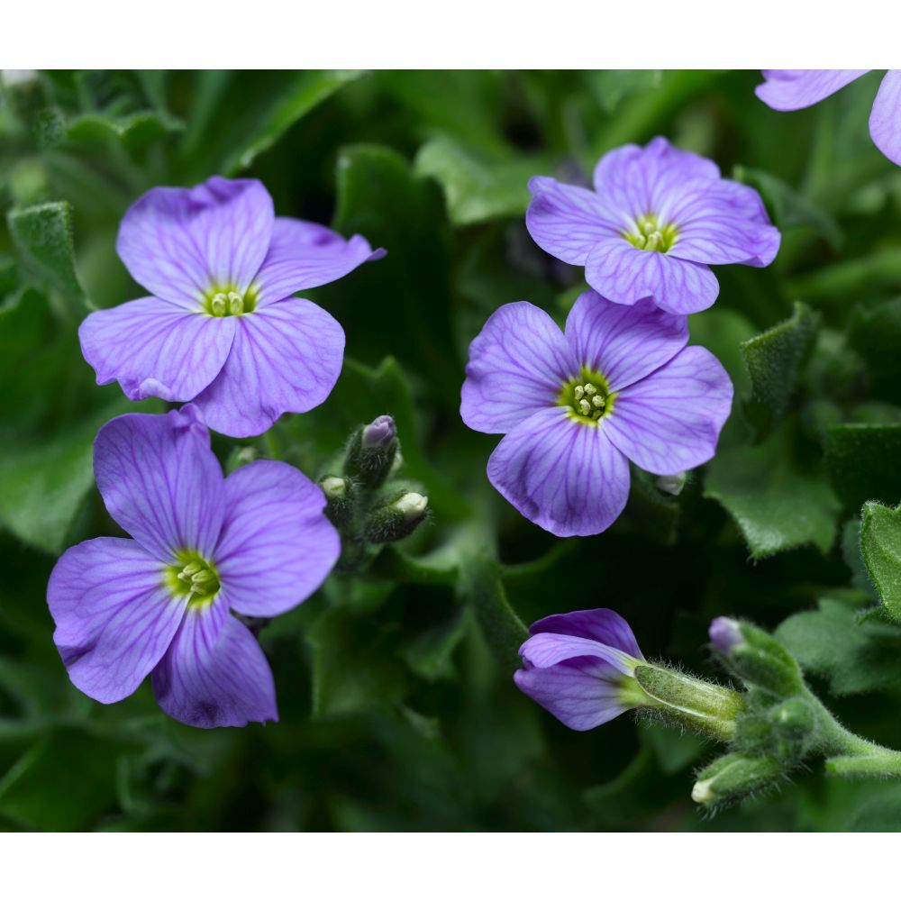 Aubrieta Katie Blue Garden Ready Bedding Plants