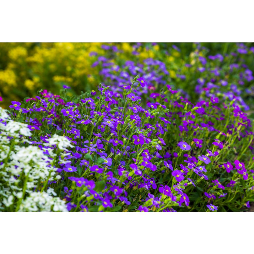 Aubrieta Katie Mix Garden Ready Bedding Plants