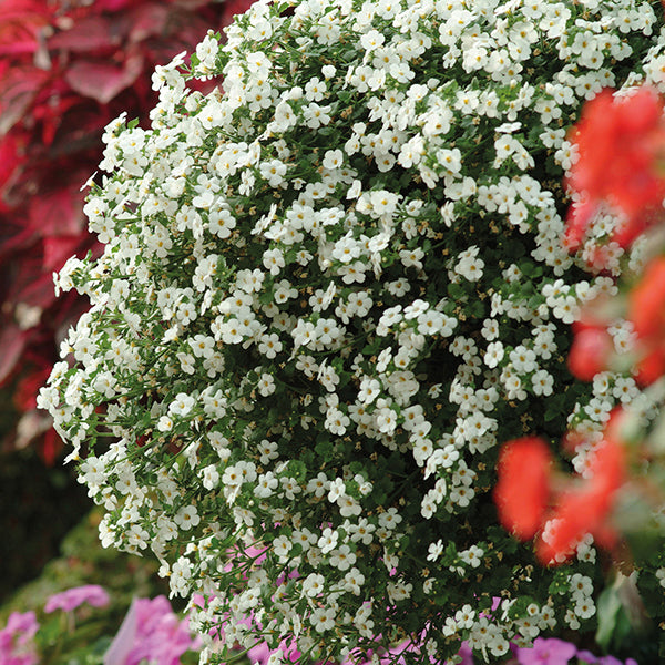 Close-up of a bush with white flowers surrounded by other colorful flowers.