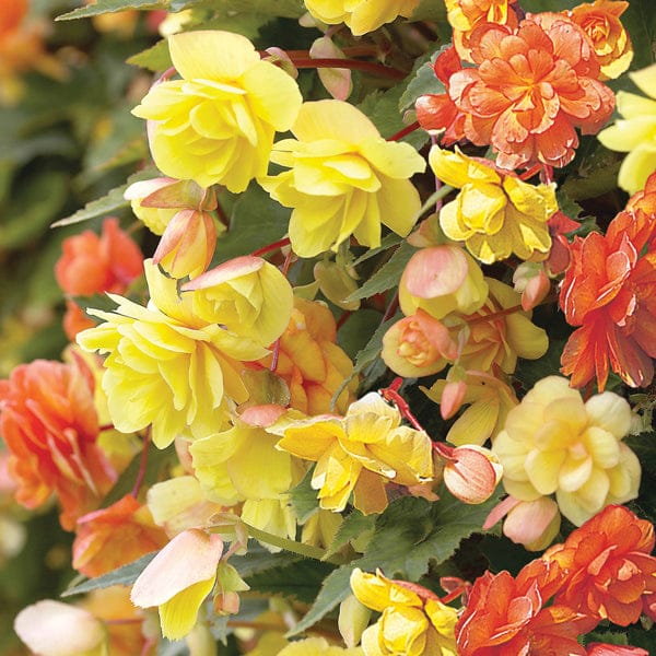 Begonia Illumination Apricot Shades F1