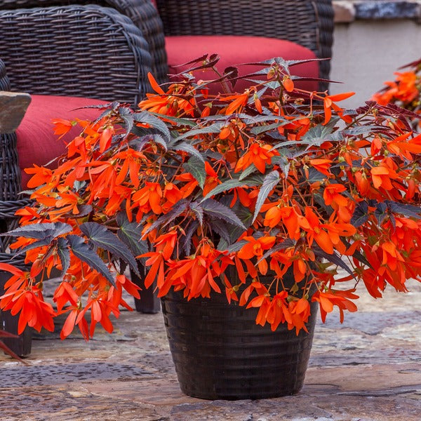 Begonia Starshine Bronze Papaya Flower Plants