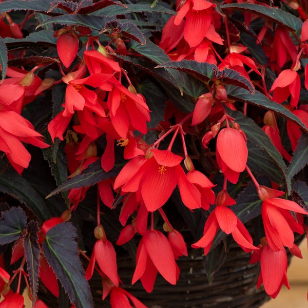 Begonia Starshine Flower Plants Collection