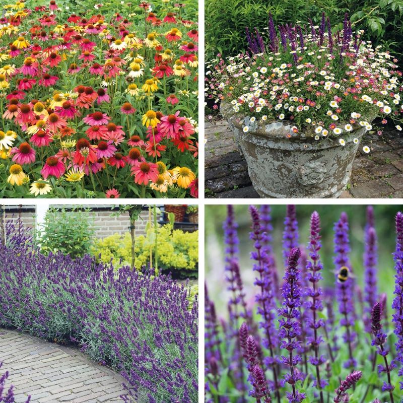 Best Selling Perennial Flower Plants Collection