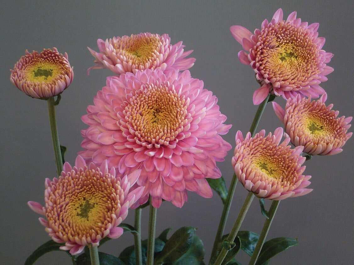 Pink flowers with yellow centers on a gray background