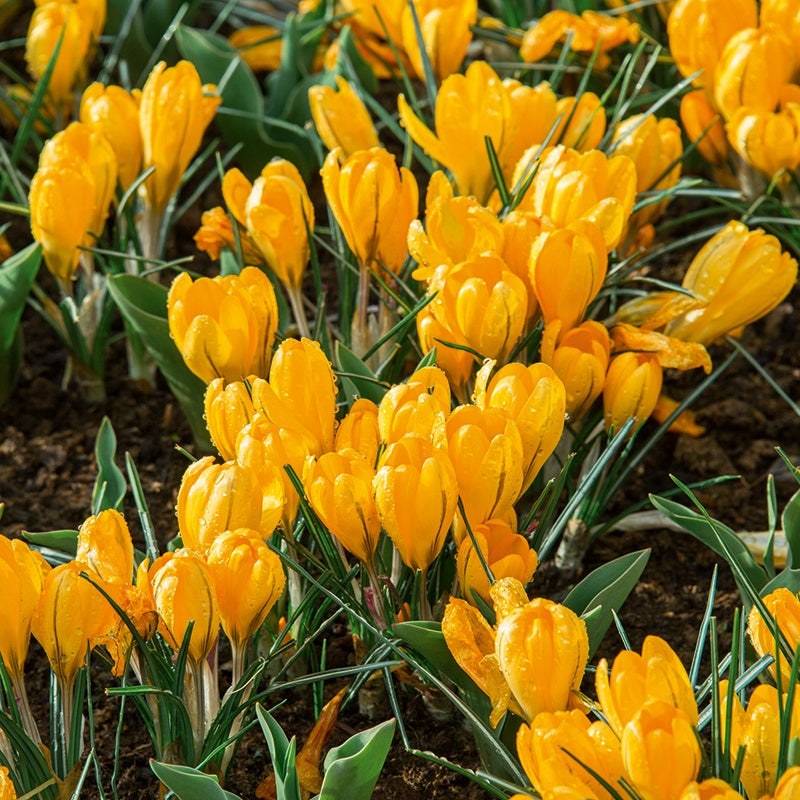 Crocus Golden Yellow Flower Bulbs