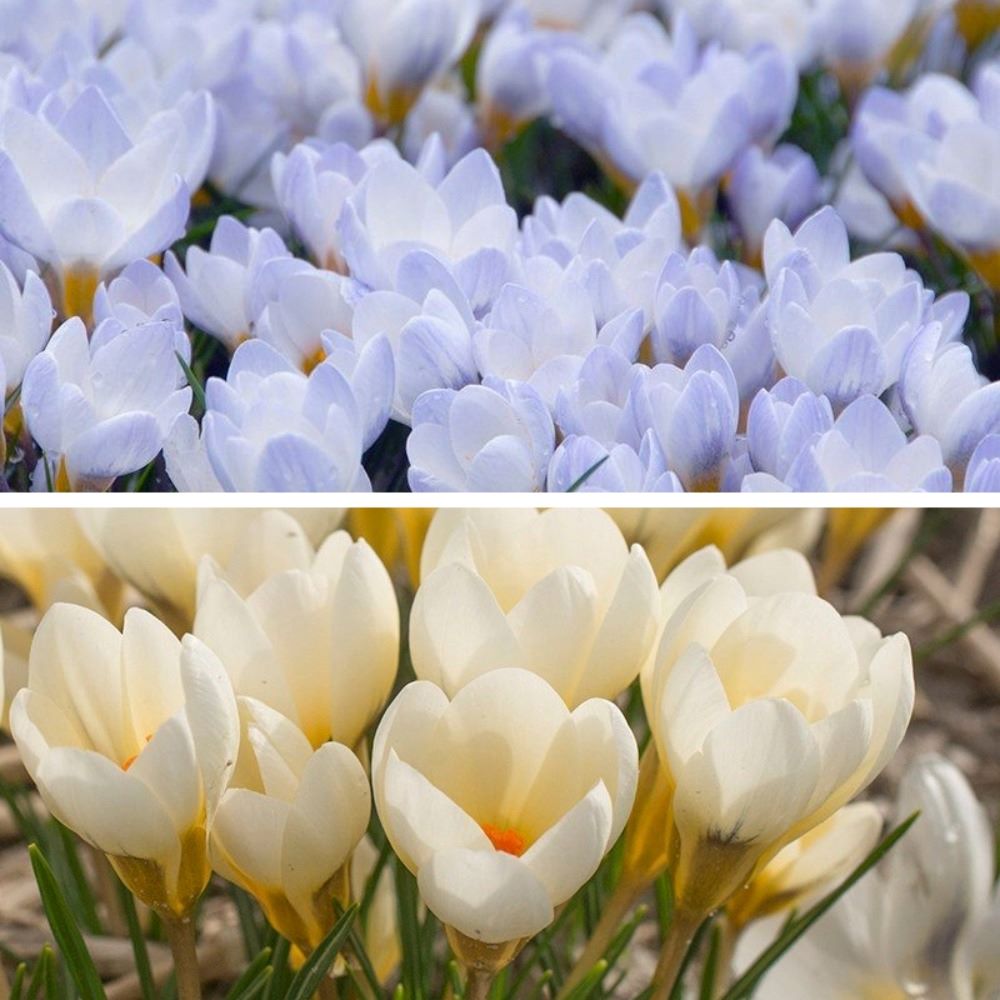 Crocus Flower Bulb Collection