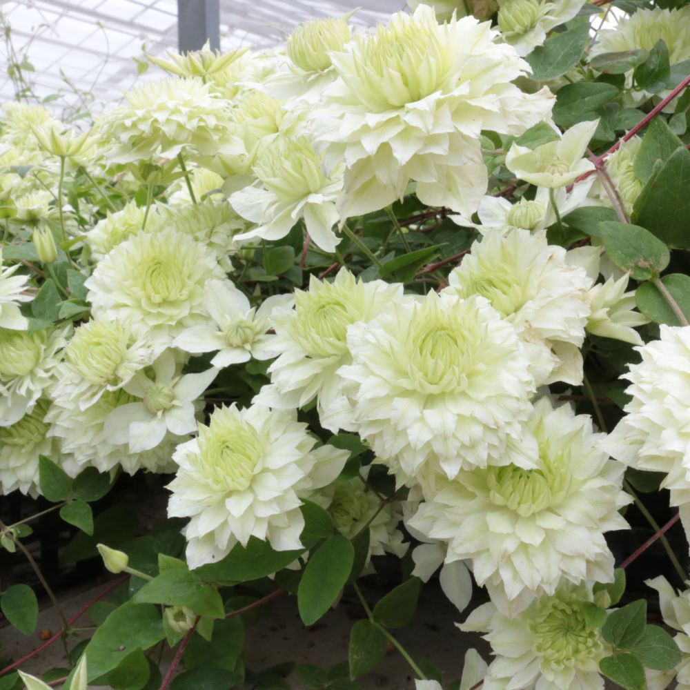 Close-up of light green flowers with leaves in a greenhouse setting