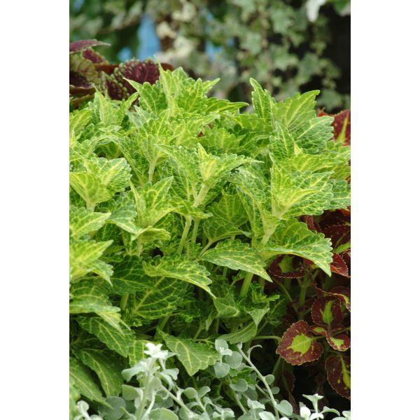 Coleus Sunfighter Electric Lime Flower Plants