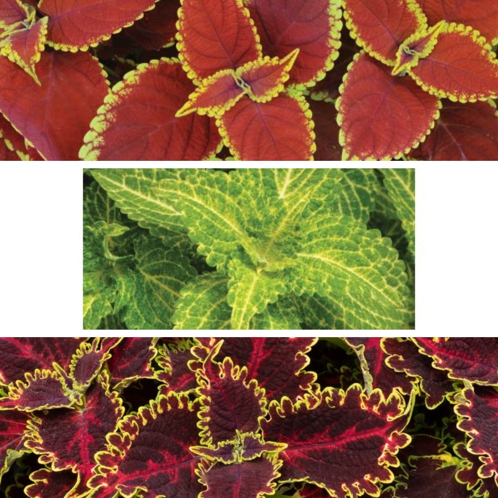 Coleus Sunfighter Flower Plants Collection