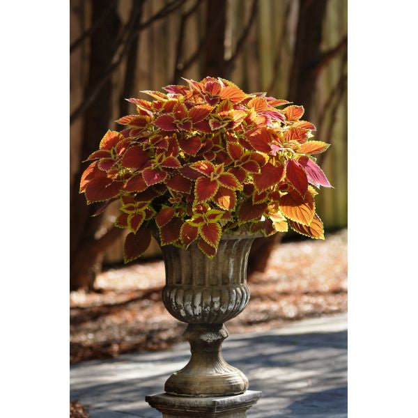 Coleus Sunfighter Trusty Rusty Flower Plants
