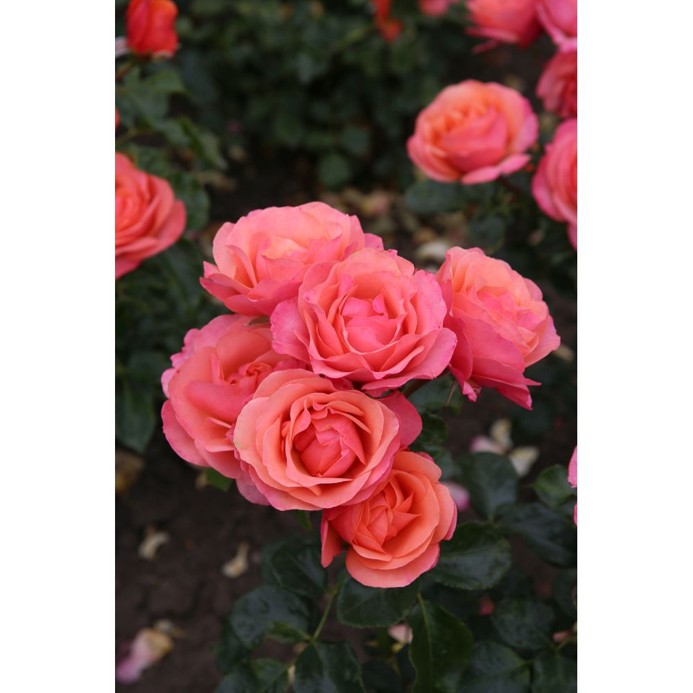 Rose Coral Gardens (Floribunda)