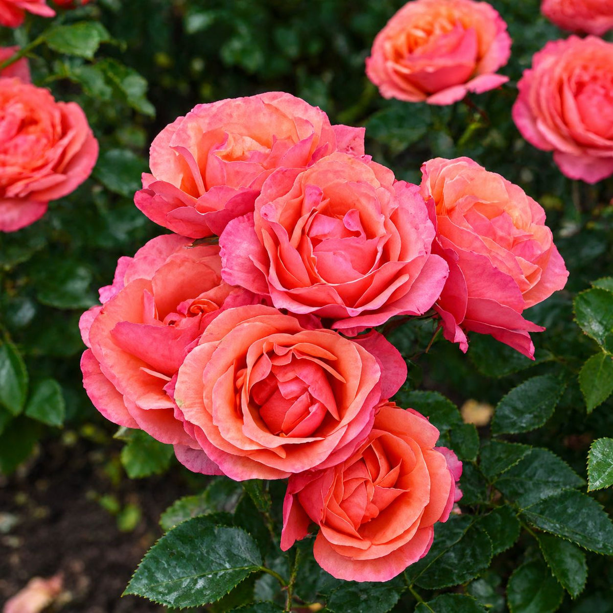 Rose Coral Gardens (Floribunda)