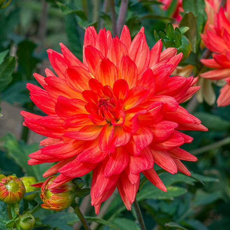 Dahlia Karma Fiesta Flower Plant