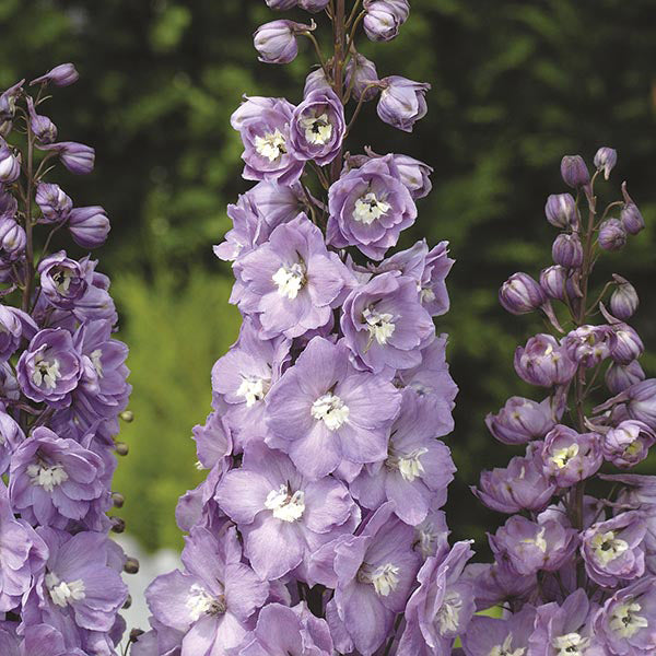 Delphinium Aurora Flower Plants Collection